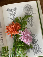 Perleblomster, krysantemum, 2 stk