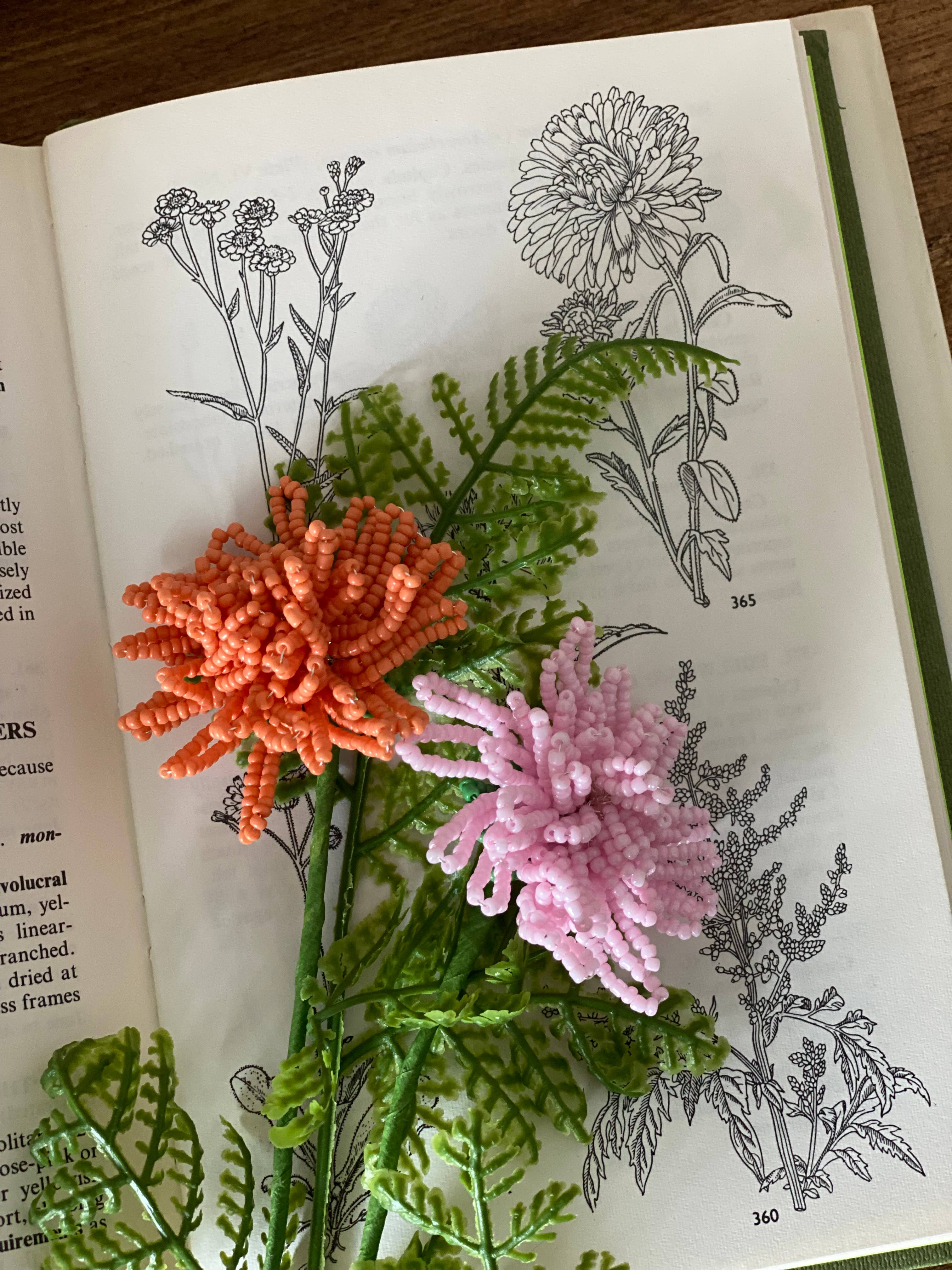 Perleblomster, krysantemum, 2 stk